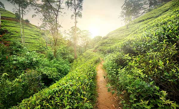 what is ceylon tea sri lanka tea terrain