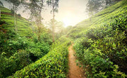 what is ceylon tea sri lanka tea terrain