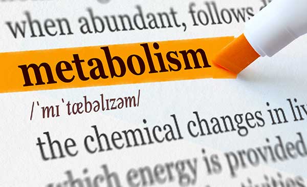 Oolong Tea and Metabolism: A Balanced Approach to Wellness