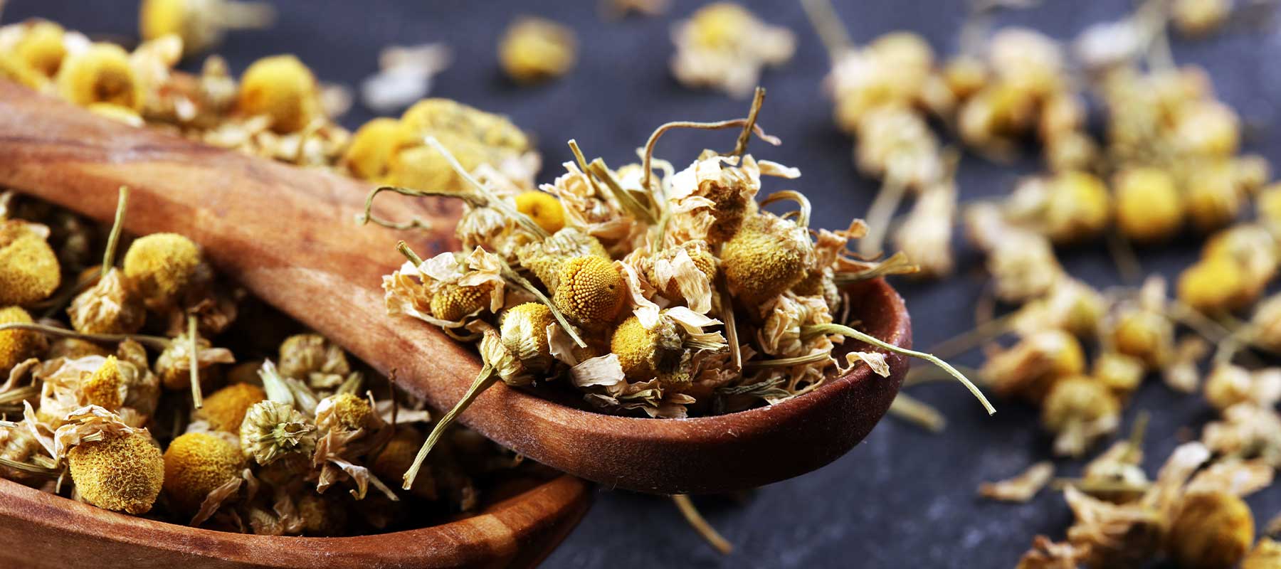chamomile blossoms