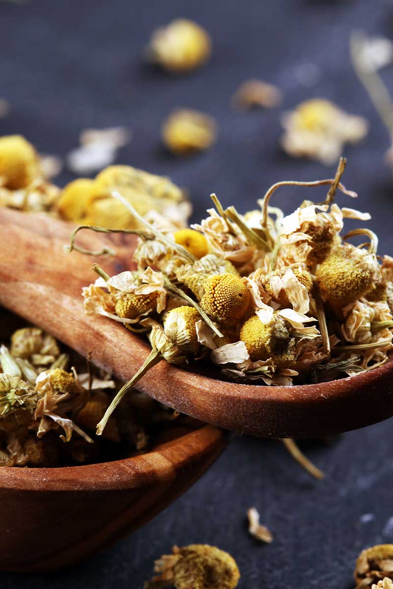 chamomile blossoms